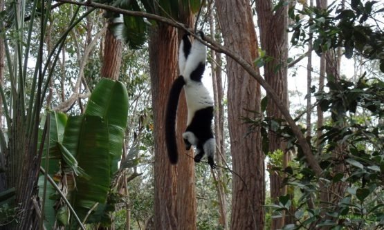 Black White Ruffed Lemur, Madagaskar Lemurları
