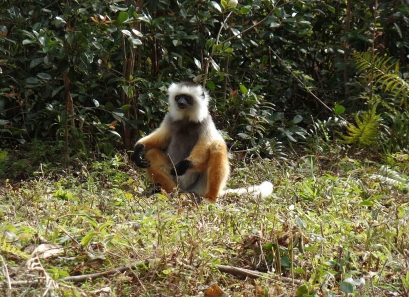 Diademed Sifaka, Madagaskar Lemurları