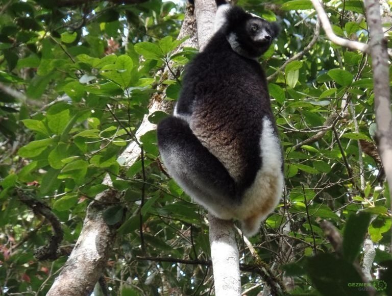 Indri, Madagaskar Lemurları