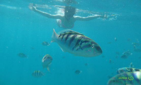 Bol balıklı Şnorkel, Gili Adaları