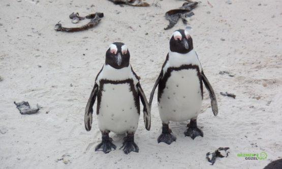 Afrika Penguenleri, Boulders Koyu, Ümit Burnu Turu