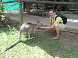 Kuranda Parkı – Kanguru (wallaby)