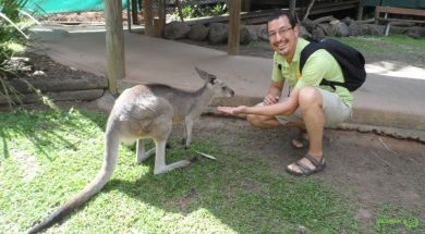 Kuranda Parkı – Kanguru (wallaby)