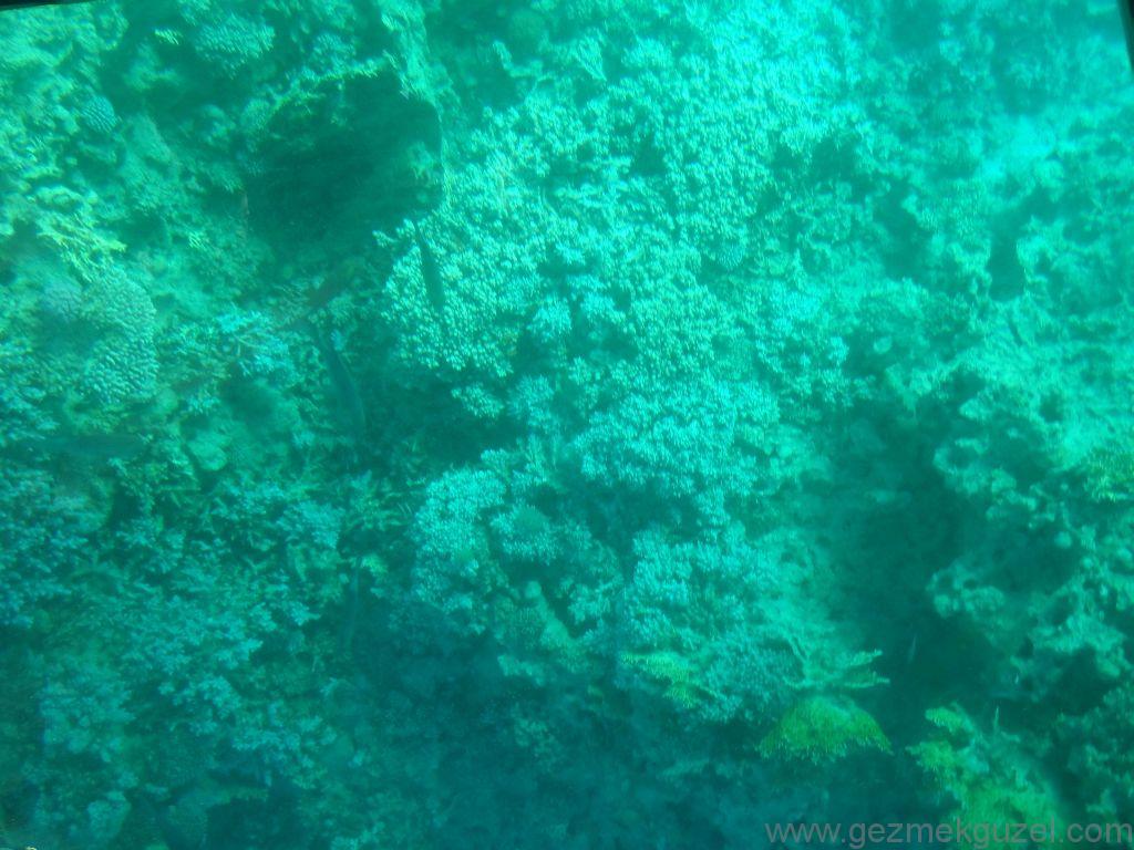 Akabe'de Cam Tabanlı Tekneden Resifler