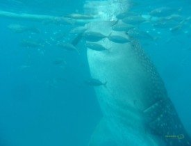 Balina Köpekbalığı beslenirken, Balina Köpekbalığı Dalışı, Filipinler Gezisi Notları