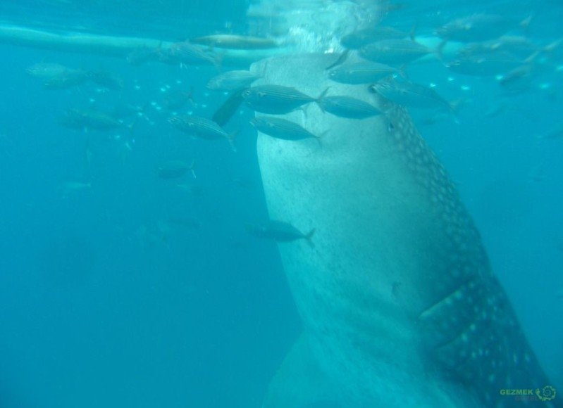 Balina Köpekbalığı beslenirken, Balina Köpekbalığı Dalışı, Filipinler Gezisi Notları