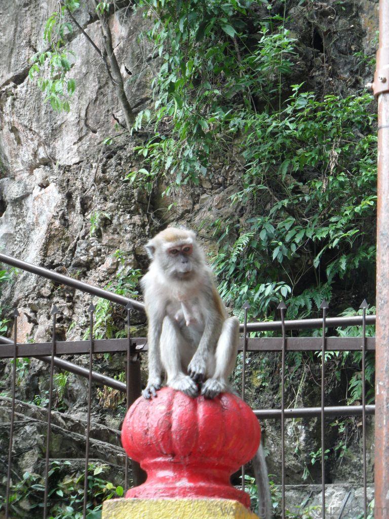Batu Mağarası Maymunları, Kuala Lumpur Gezisi Notları