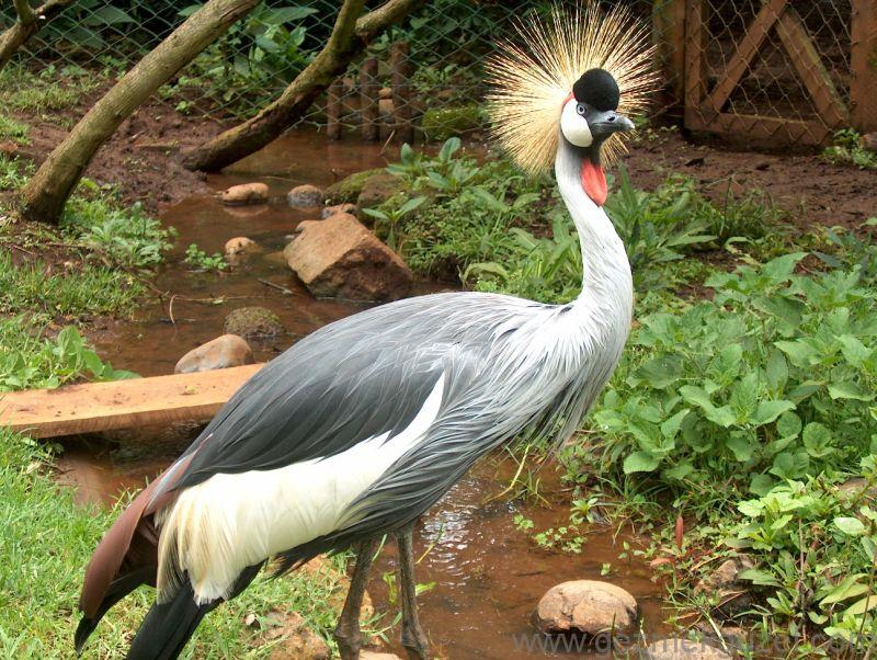 Dünyanın en Güzel Kuşu Sekreter Kuşu, Kenya