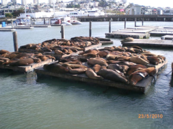 San Francisco Pier 39’un fokları