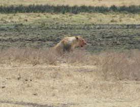 Ngorongoro’da aslan avda
