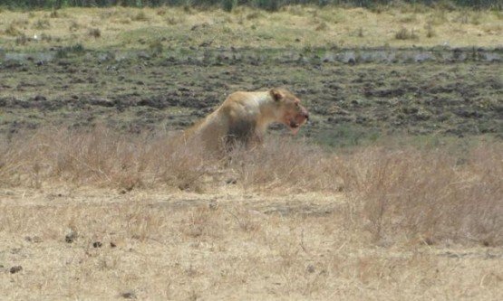 Ngorongoro’da aslan avda