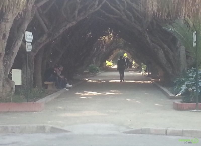 Hama’nın Deneme Bahçesi – Ağaçlı Yol