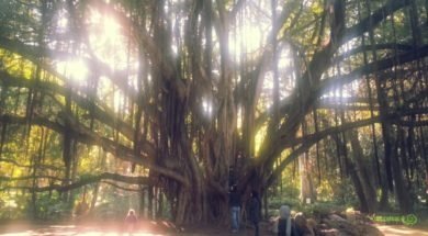 Hama’nın Deneme Bahçesi – Dev gövdesiyle ficus macrophylla isimli ağaç