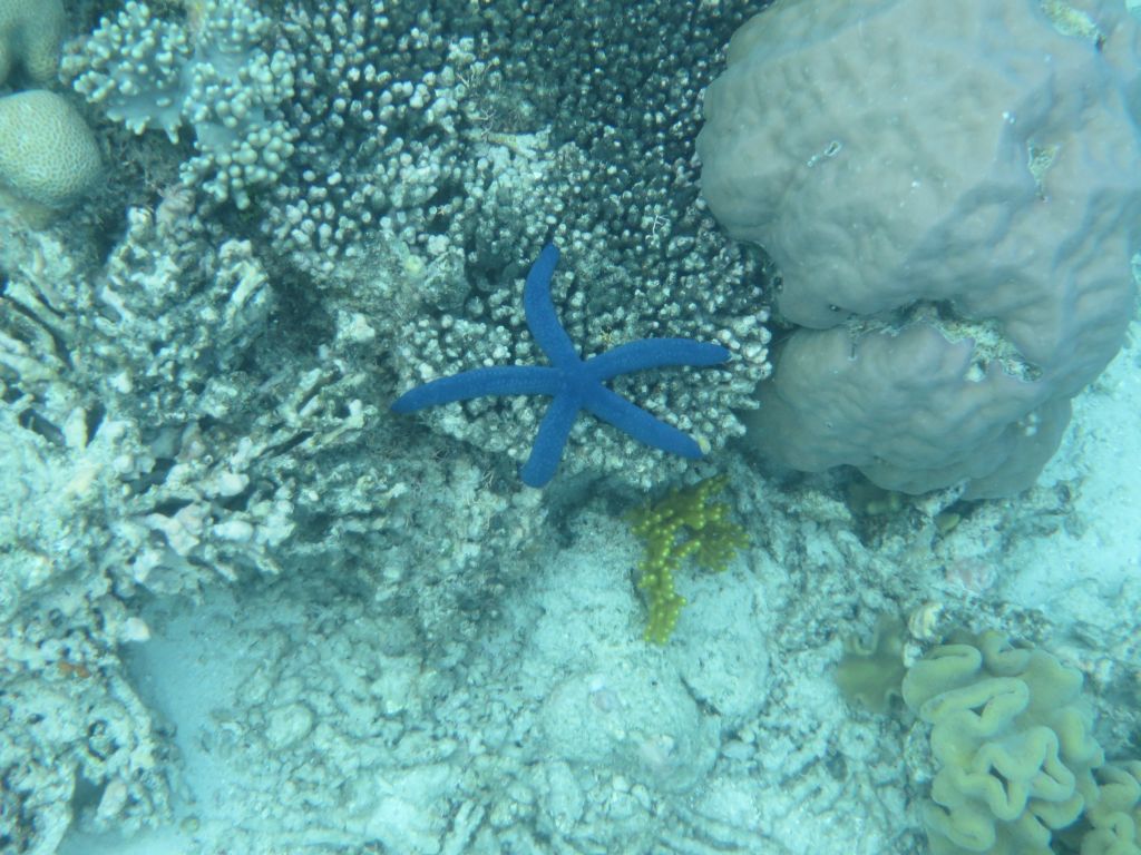 Büyük resifte masmavi deniz yıldızı