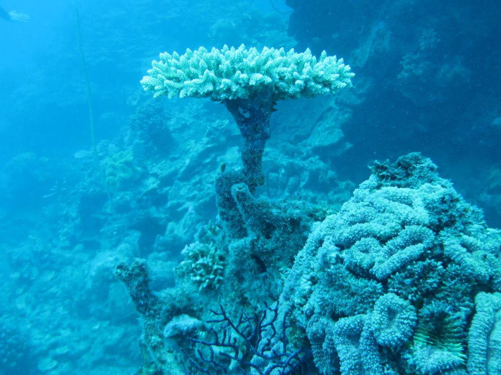Resif çeşitliliği