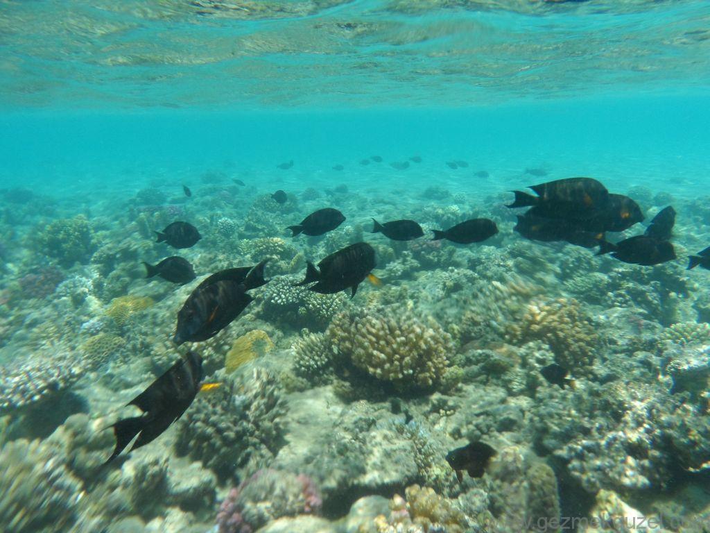 Kıyıda Resifler, Hurghada'nın En İyi Sahil Resifleri