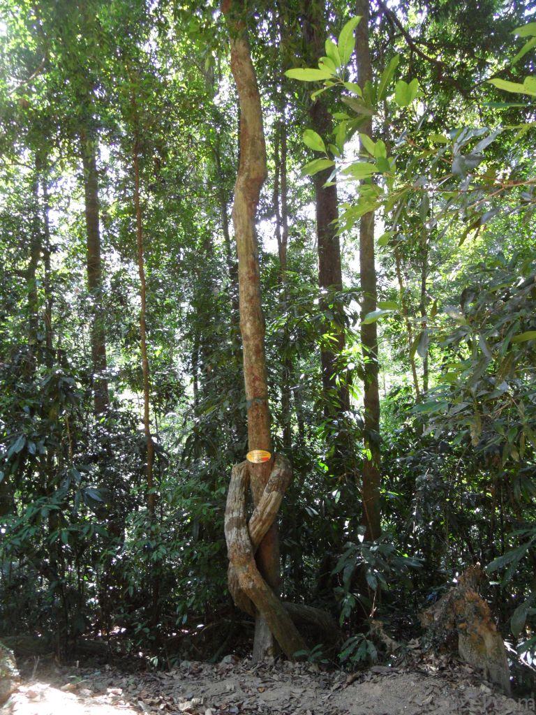 Langkawi'nin Ağaçları, Langkawi Görülecek Yerler, Malezya Gezisi Notları