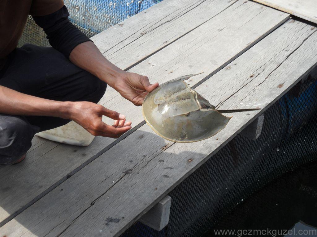 Nal Balığı, Langkawi Görülecek Yerler, Malezya Gezisi Notları