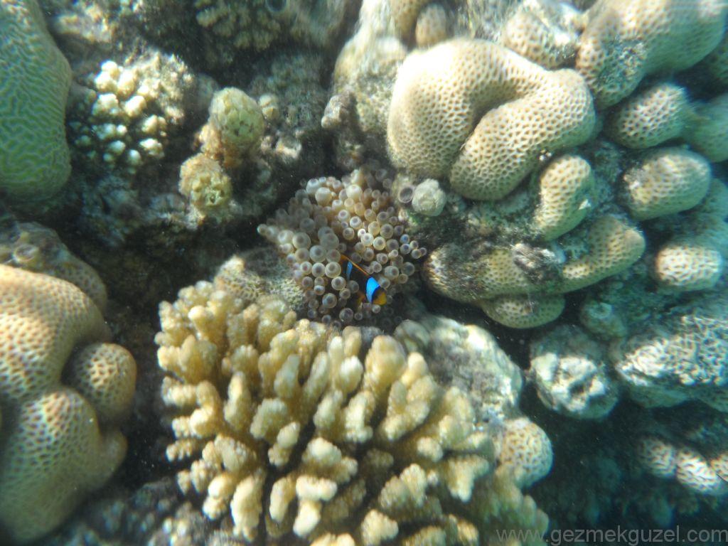 Nemo, Hurghadanın En İyi Sahil Resifleri