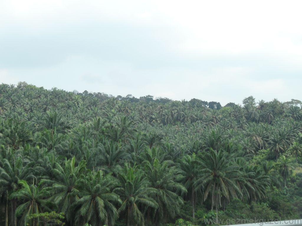 Palmiye Ormanları, Malezya Gezisi Notları