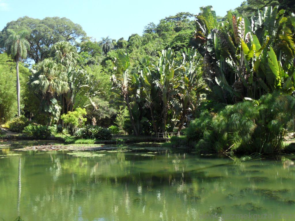 Rio de Janerio Botanik Bahçesi, Rio Gezisi, Brezilya Gezisi Notları