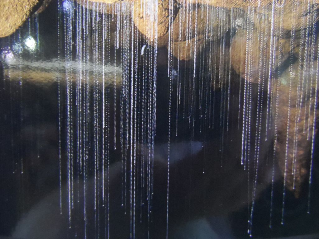 Waitomo mağarası afişinden solucanlar