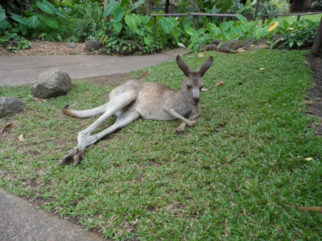 yorgun kanguru