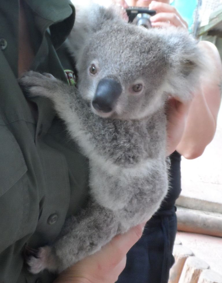 Yavru Koala