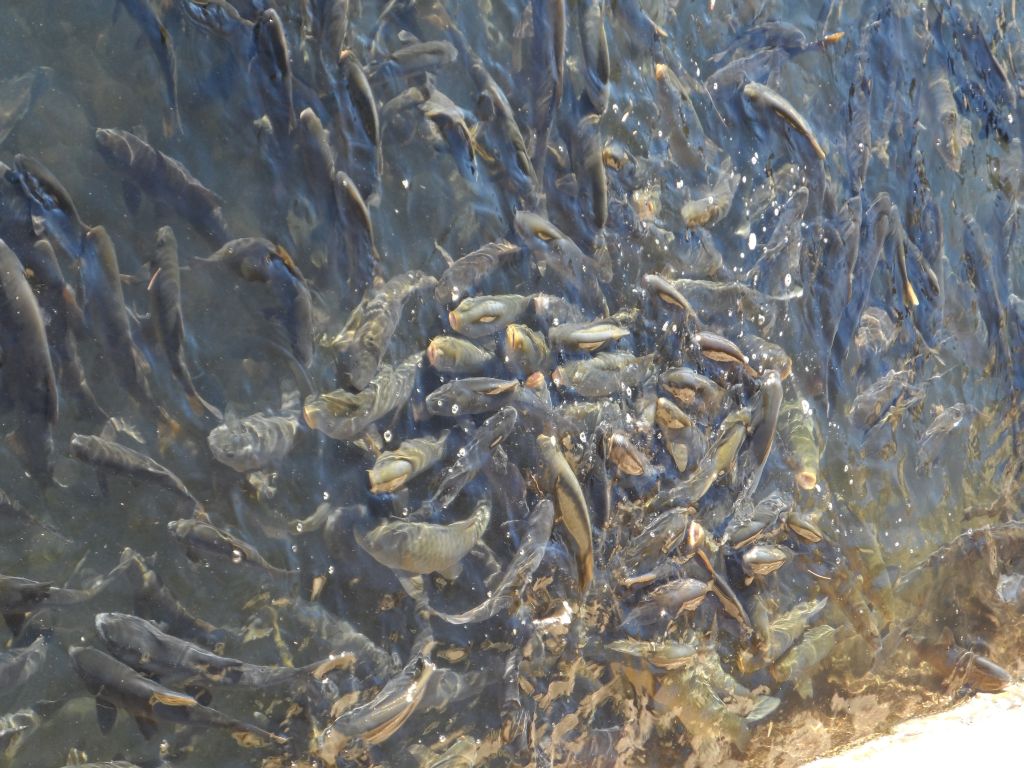 Balıklı Göl'ün balıkları