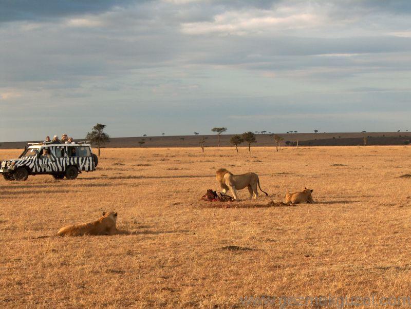 Safaride Aslan Avı Kenya