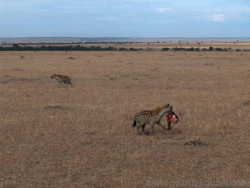 Safaride Sırtlanlar Kenya